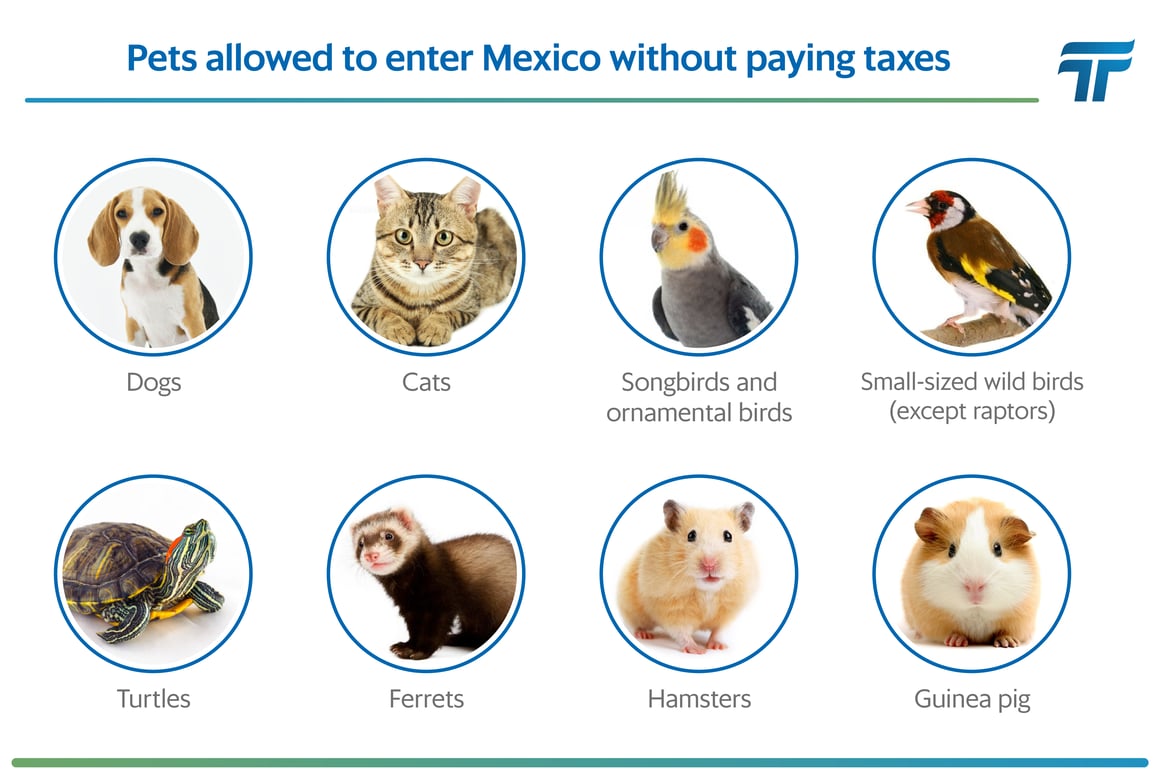 Procedure to import pets to Mexico